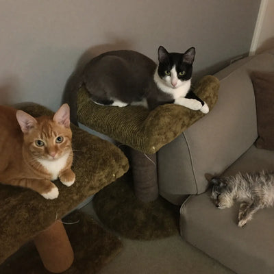 Three cats and a small dog in a customer's apartment