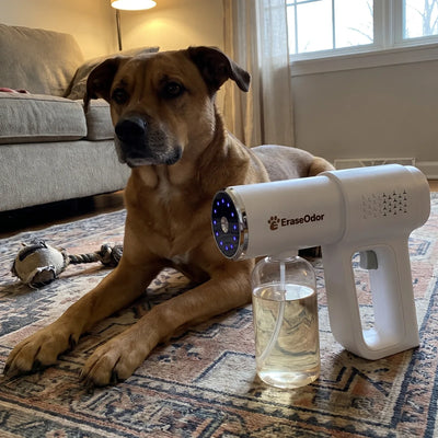 Customer's dog on the living room rug next to the EraseOdor sprayer
