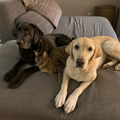 Two labradors and a cat lounging on a customer's couch